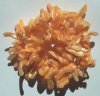 16 inch strand of Orange Irregular Shell Sticks